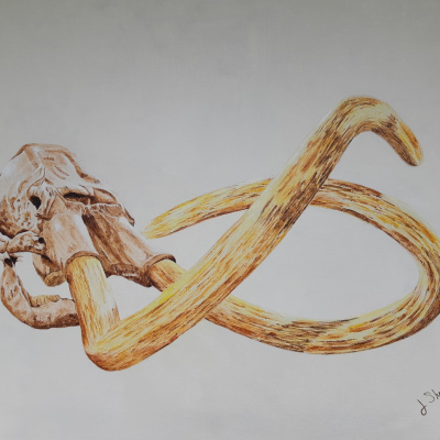 Mammuthus Primigenius