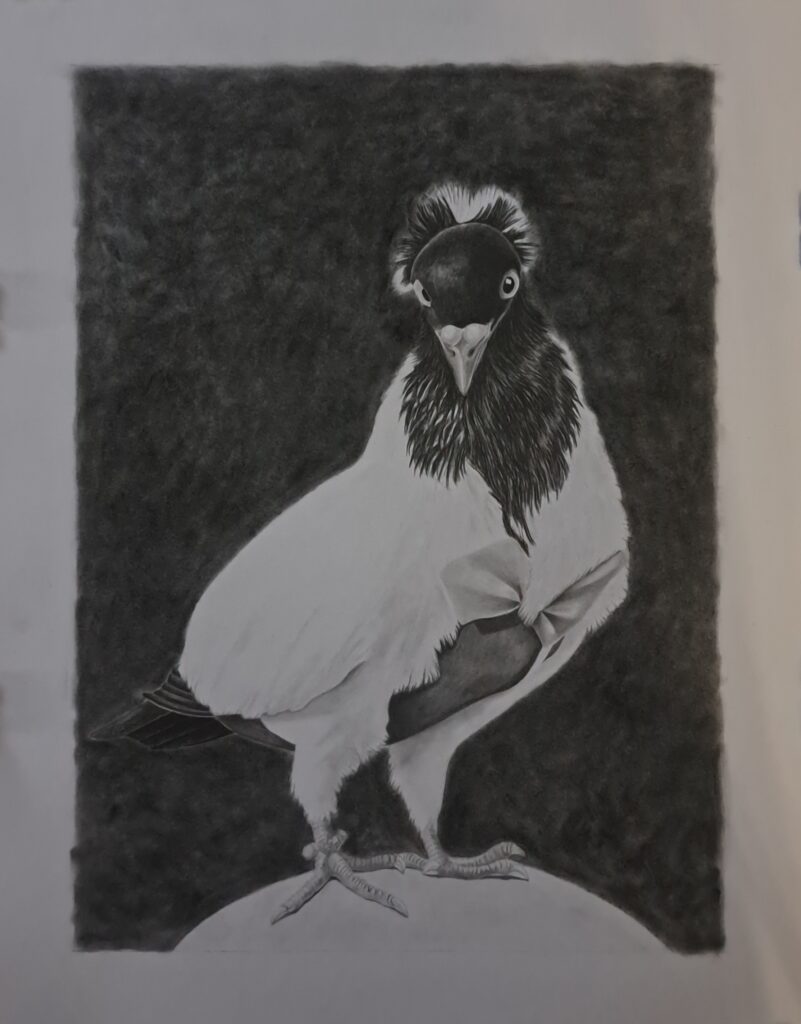 bird with bowtie