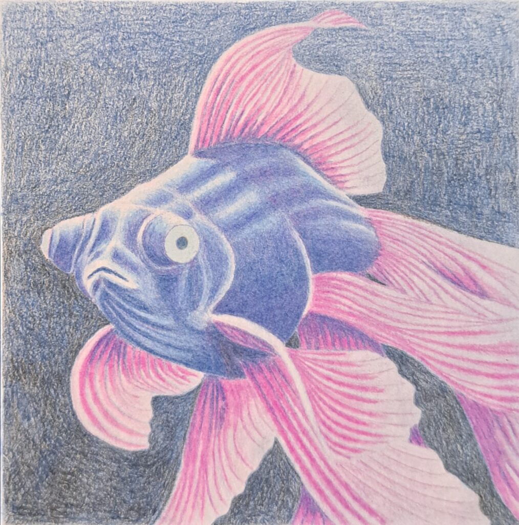 blue and pink fish