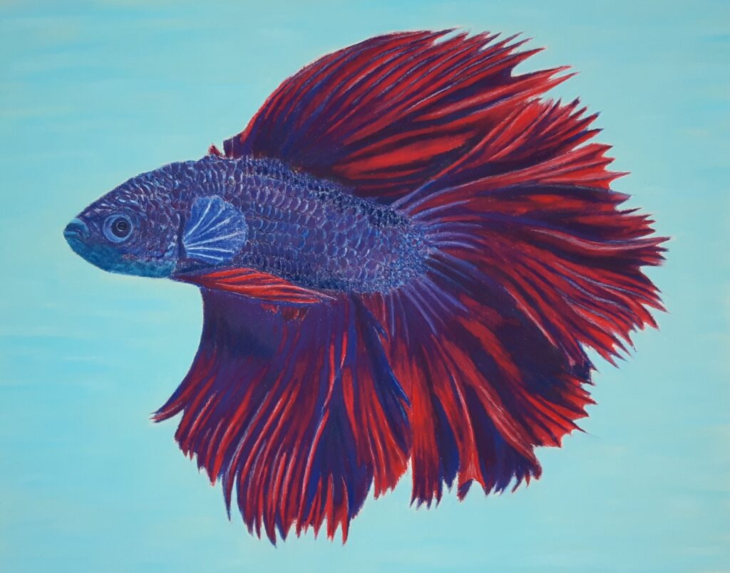 blue and red betta fish