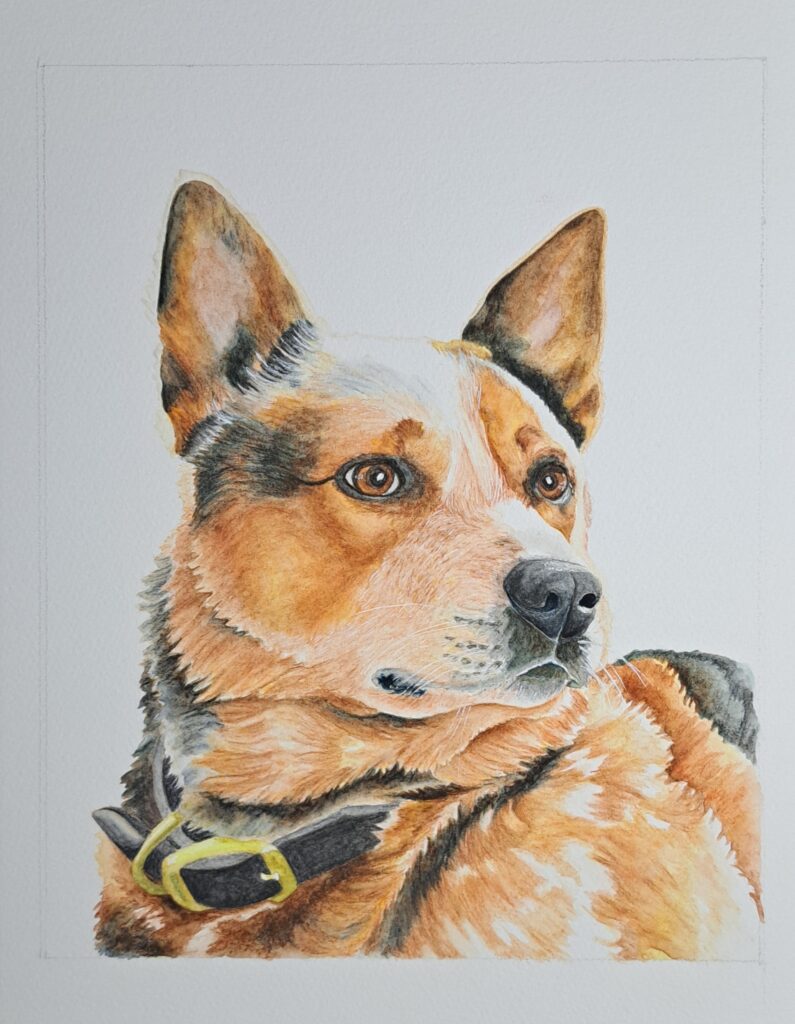brown dog with white background