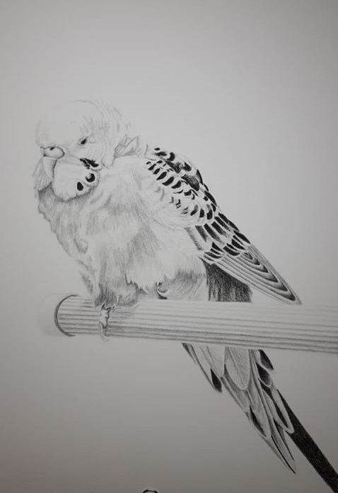 budgie