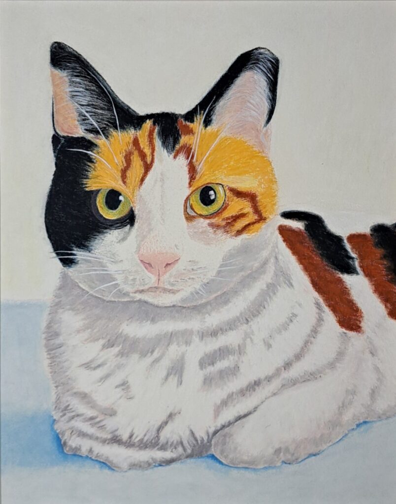 calico cat on white background with frame