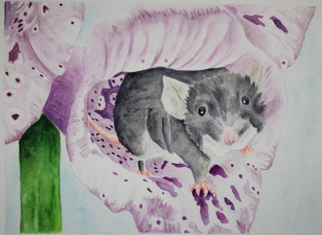 dark gray mouse on purple flower