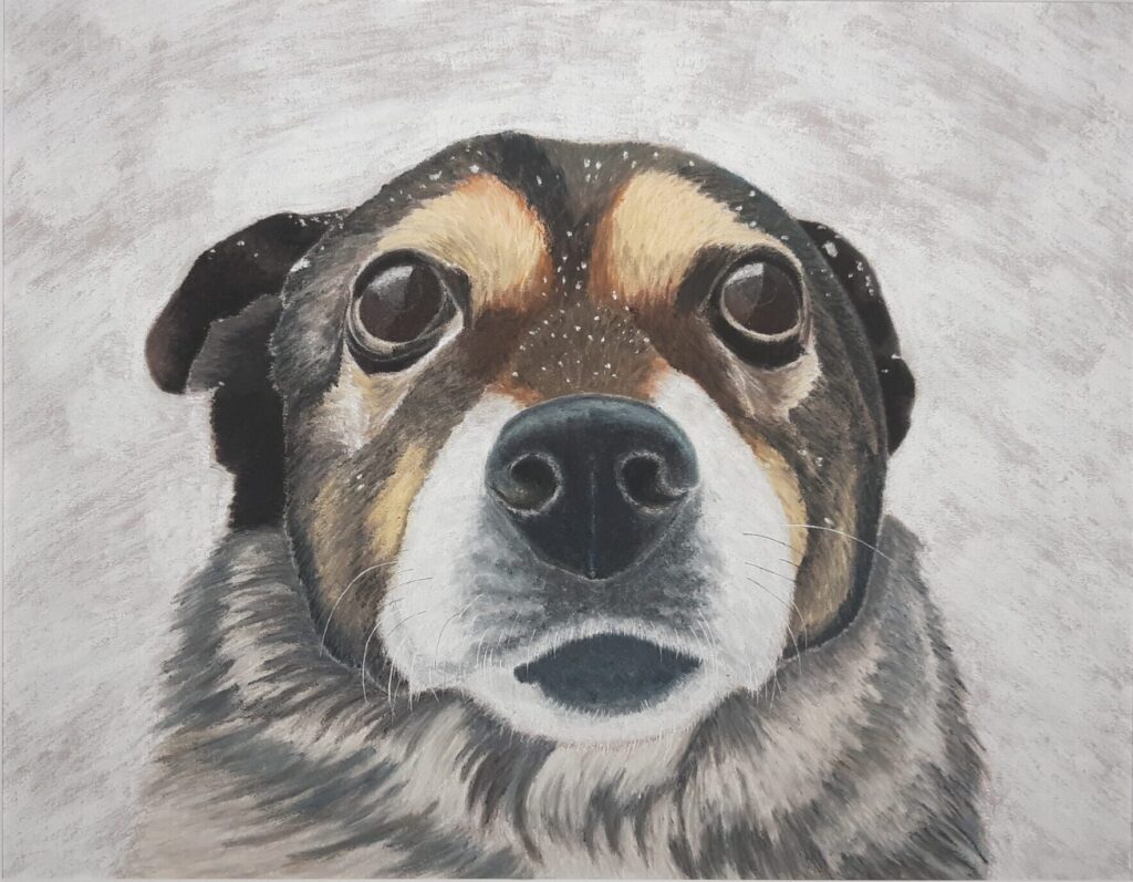 dog looking straight at camera