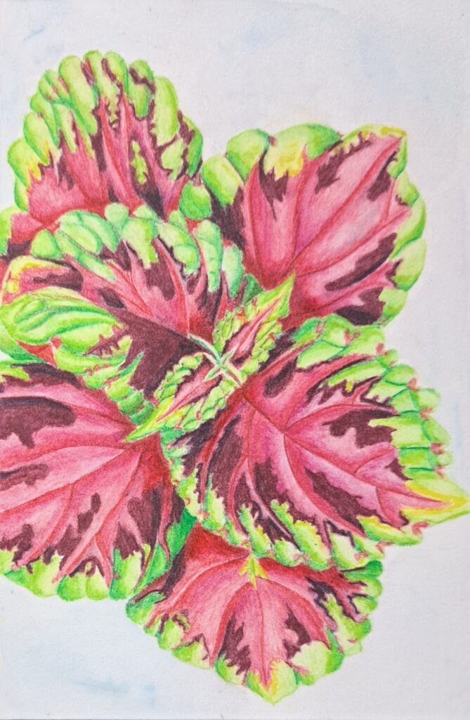 green and pink leaves