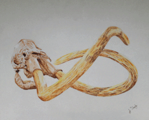 mammuthus primigenius