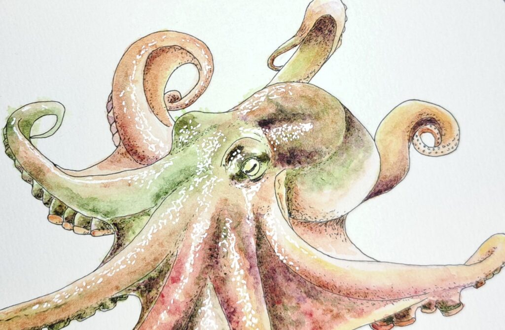 octopus