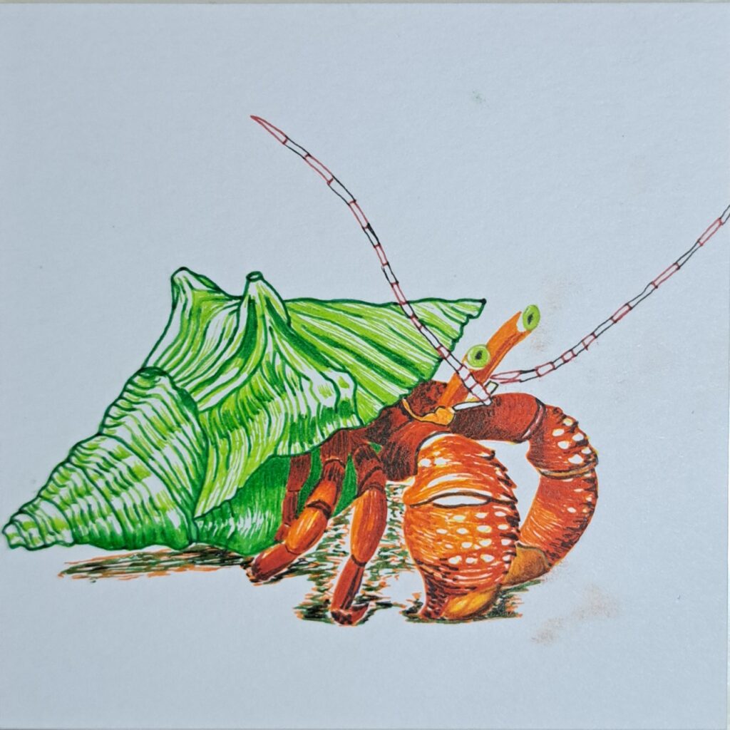 orange sea creature with green shell