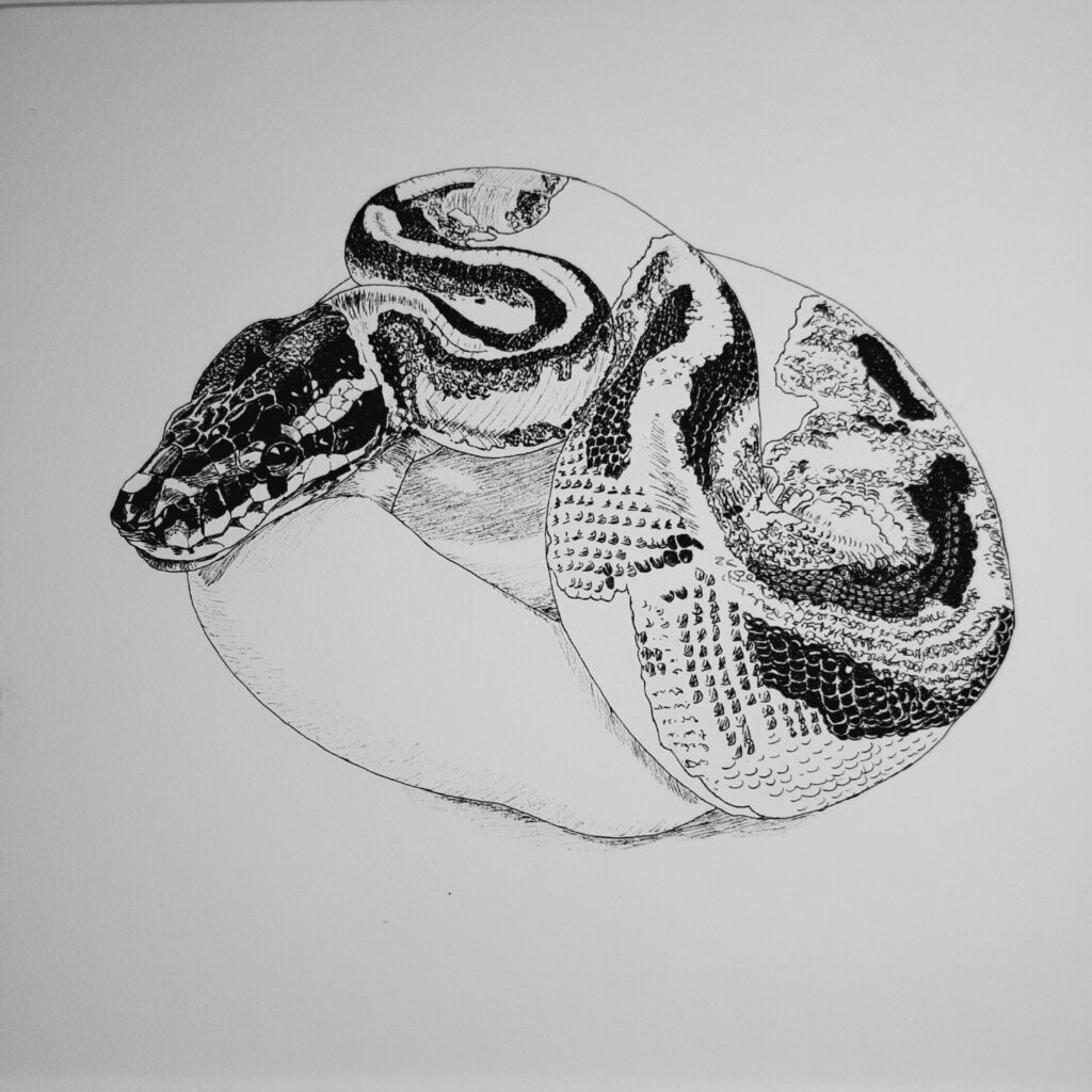 pied python black and white sketch