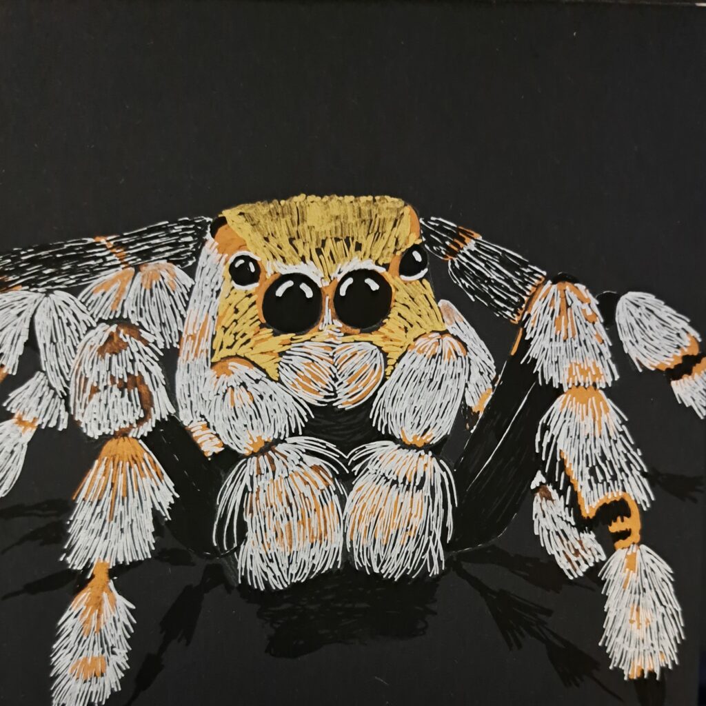 yellow and black spider